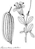 guachilote